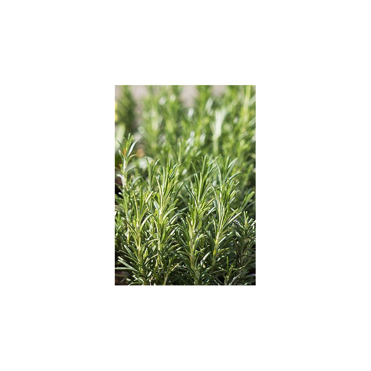 Βιολογικό Αιθέριο Έλαιο Δενδρολίβανου | Rosemary Essential Oil Org. | 10ml Βιολογικό Αιθέριο Έλαιο Δενδρολίβανου | Rosemary Essential Oil Org. | 10ml