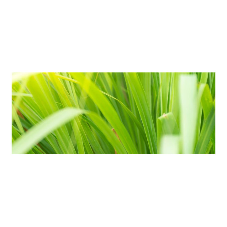 Βιολογικό Αιθέριο Έλαιο Λεμονόχορτου | Lemongrass Essential Oil Org. | 10ml