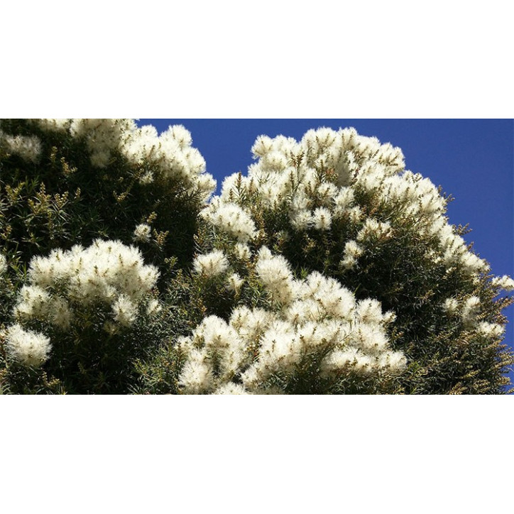 Βιολογικό Αιθέριο Έλαιο Τεϊόδενδρου | Tea Tree Essential Oil Org. | 10ml