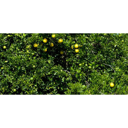 Βιολογικό Αιθέριο Έλαιο Γκρέιπφρουτ | Grapefruit Essential Oil Org. | 10ml