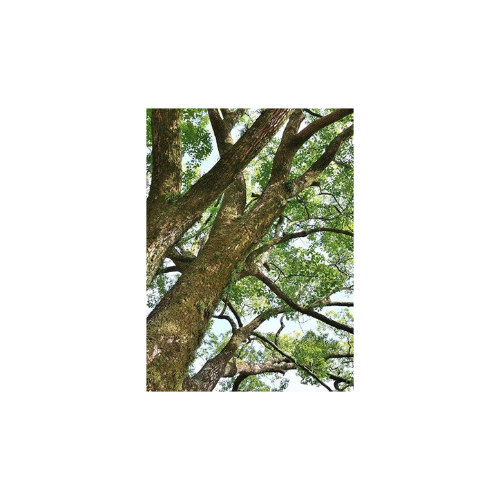 Βιολογικό Αιθέριο Έλαιο Καμφοράς | Camphor Essential Oil Org. | 10ml