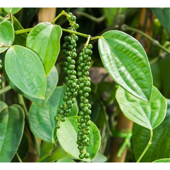 Βιολογικό Αιθέριο Έλαιο Μαύρο Πιπέρι | Black Pepper Essential Oil Org. | 10ml Βιολογικό Αιθέριο Έλαιο Μαύρο Πιπέρι | Black Pepper Essential Oil Org. | 10ml