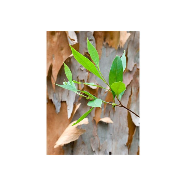 Βιολογικό Αιθέριο Έλαιο Ευκάλυπτος | Eucalyptus Globulus Essential Oil Org. | 10ml