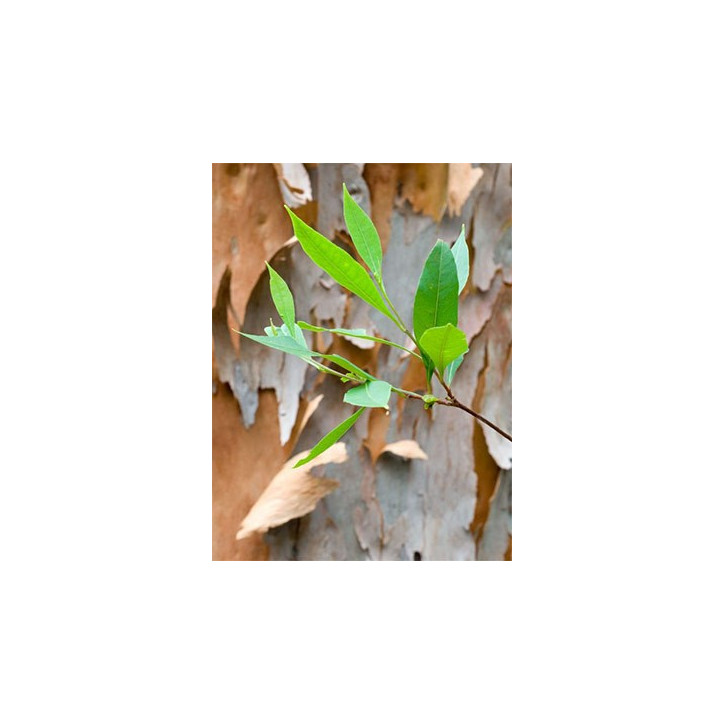 Βιολογικό Αιθέριο Έλαιο Ευκάλυπτου | Eucalyptus Globulus Essential Oil Org. | 10ml