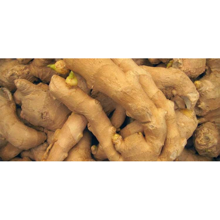 Βιολογικό Αιθέριο Έλαιο Τζίντζερ | Ginger Essential Oil Org. | 10ml Βιολογικό Αιθέριο Έλαιο Τζίντζερ | Ginger Essential Oil Org. | 10ml