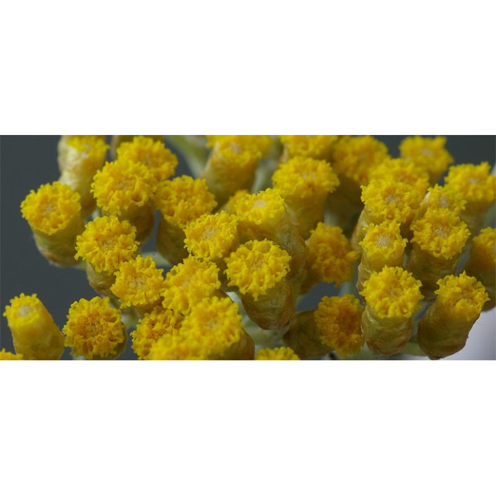 Βιολογικό Αιθέριο Έλαιο Ελίχρυσου | Helichrysum Essential Oil Org. | 5ml