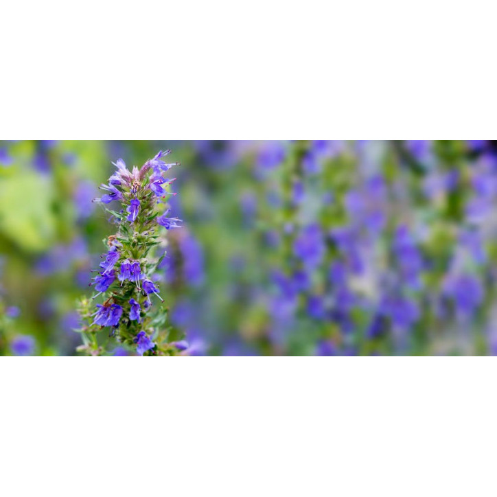 Βιολογικό Αιθέριο Έλαιο Ύσσωπου | Hyssop Essential Oil Org. | 5ml