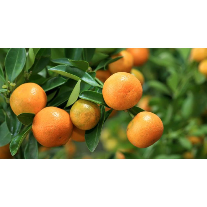 Βιολογικό Αιθέριο Έλαιο Μανταρίνι | Mandarin Essential Oil Org. | 10ml Βιολογικό Αιθέριο Έλαιο Μανταρίνι | Mandarin Essential Oil Org. | 10ml
