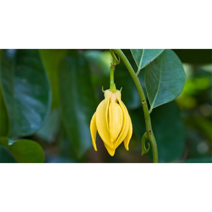 Βιολογικό Αιθέριο Έλαιο Υλάνγκ Υλάνγκ | Ylang Ylang  Essential Oil Org. | 10ml