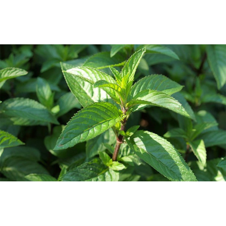 Βιολογικό Αιθέριο Έλαιο Μέντας | Peppermint Essential Oil Org. | 10ml