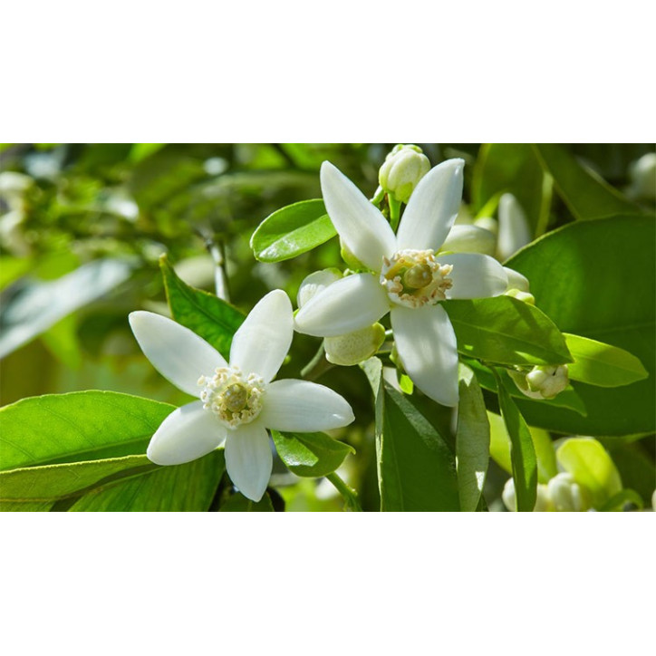 Βιολογικό Αιθέριο Έλαιο Νερόλι | Neroli Essential Oil Org. | 2.5ml