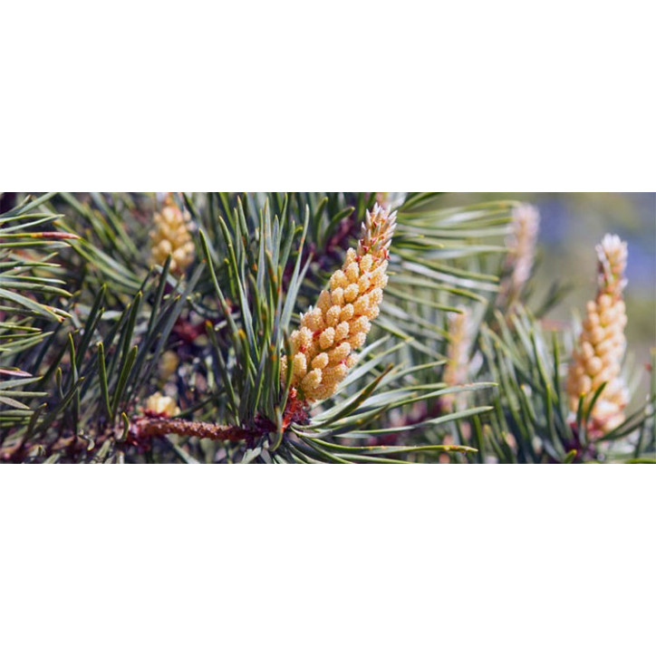 Βιολογικό Αιθέριο Έλαιο Πεύκου | Pine Essential Oil Org. | 10ml Βιολογικό Αιθέριο Έλαιο Πεύκου | Pine Essential Oil Org. | 10ml