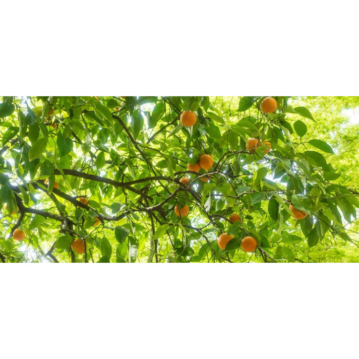 Βιολογικό Αιθέριο Έλαιο Πετιγκρέϊν | Petigrain Essential Oil Org. | 10ml