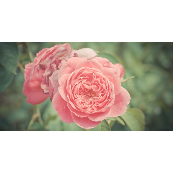 Βιολογικό Αιθέριο Έλαιο Τριαντάφυλλου | Rose Otto Essential Oil Org. | 2.5ml