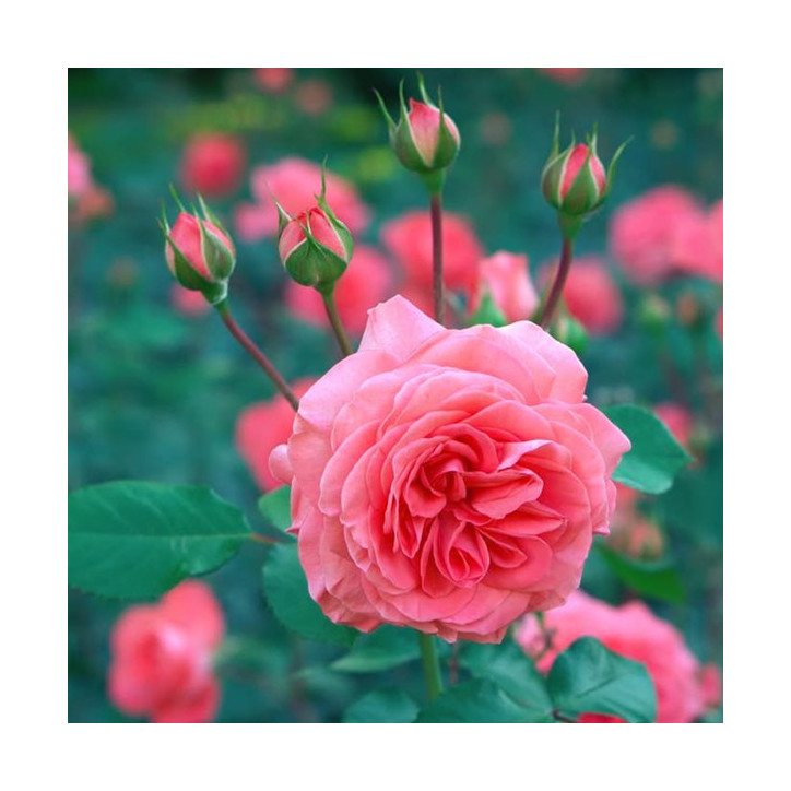 Βιολογικό Αιθέριο Έλαιο Τριαντάφυλλου | Rose Absolute Essential Oil Org. | 2.5ml