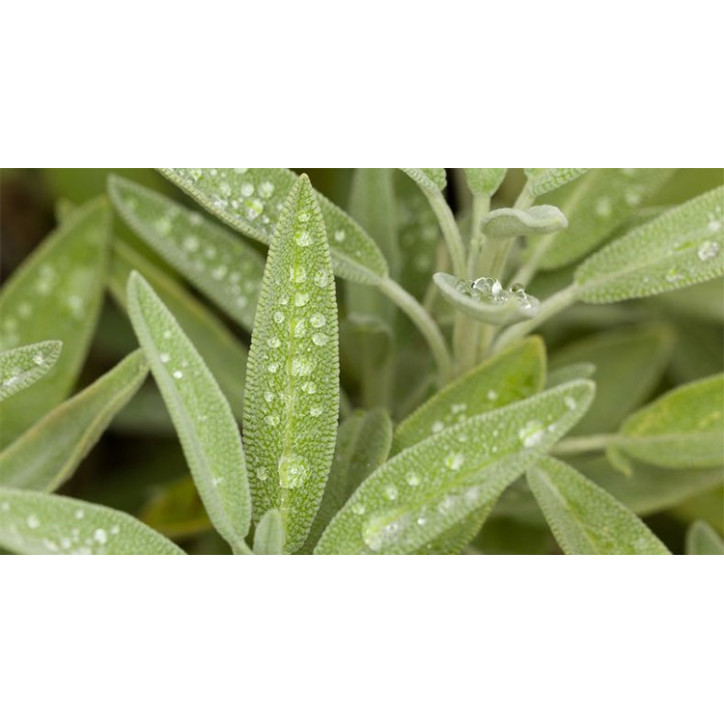 Βιολογικό Αιθέριο Έλαιο Φασκόμηλου | Sage Essential Oil Org. | 10ml