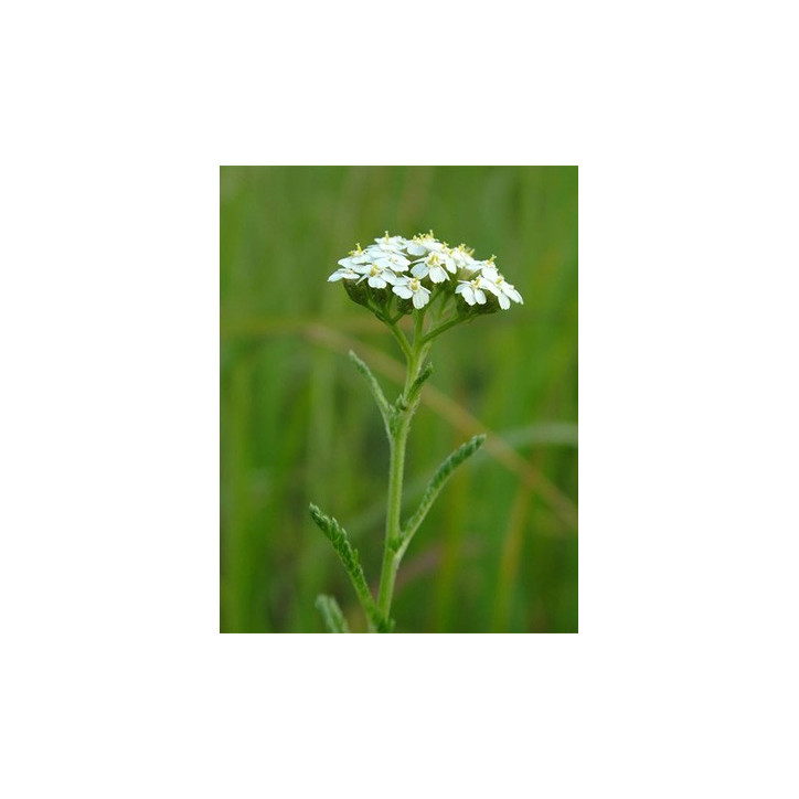 Βιολογικό Αιθέριο Έλαιο Αχιλλέας | Yarrow Essential Oil Org. | 5ml