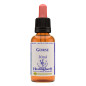 Gorse 30ml