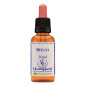 Beech 30ml