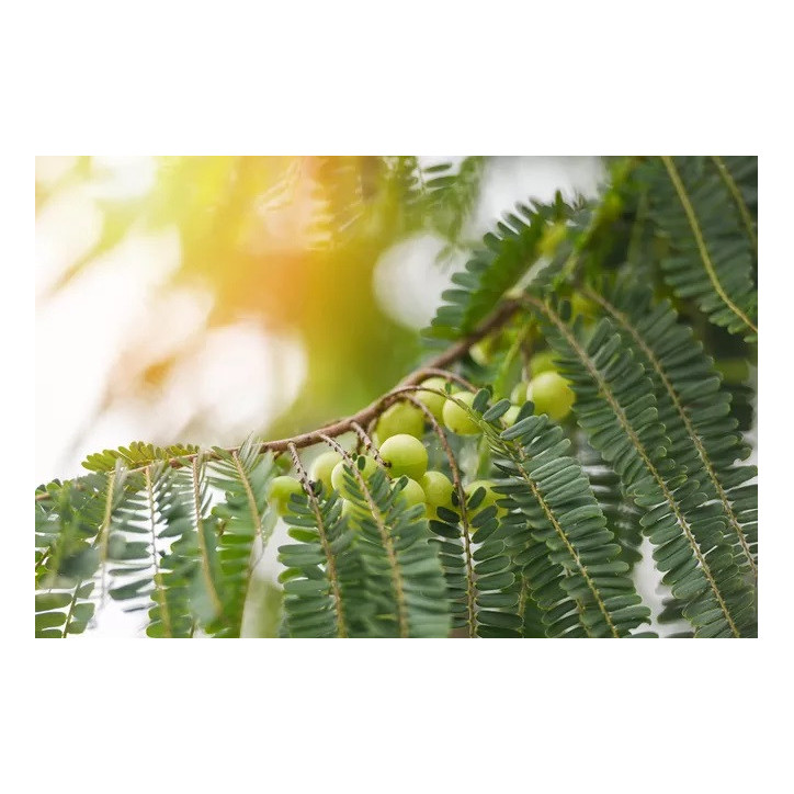 Organic Amla Powder|Βιολογικό Amla σε Σκόνη|110gr