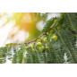 Botanica | Βιολογικό Άμλα Σκόνη | 110gr