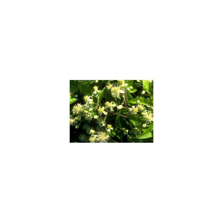 Ιαμα ∆ιάσωσης | 5 flower Rescue Remedy 30ml