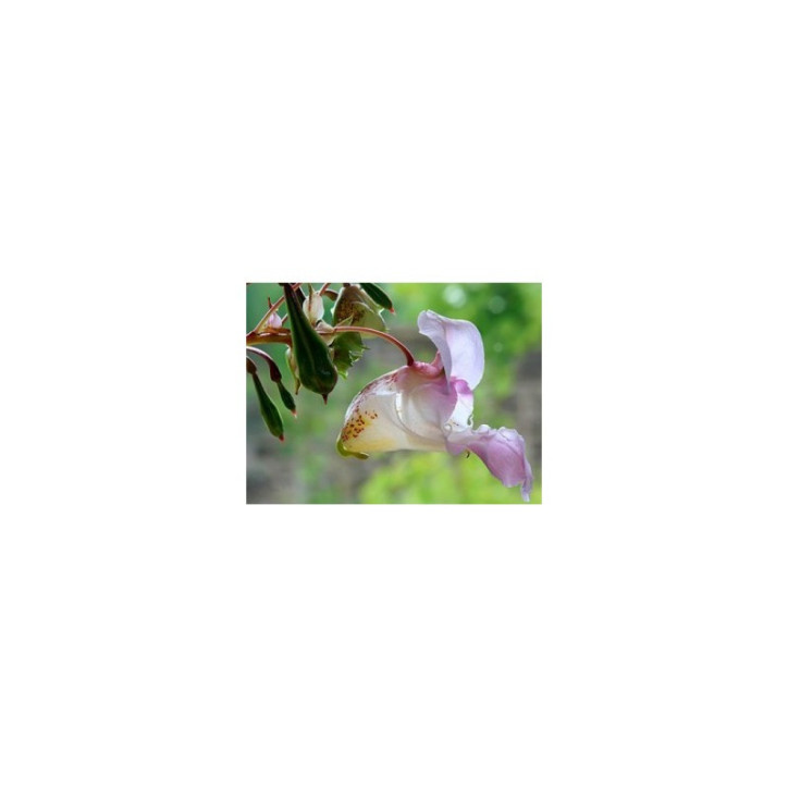 Ιαμα ∆ιάσωσης | 5 flower Rescue Remedy 30ml