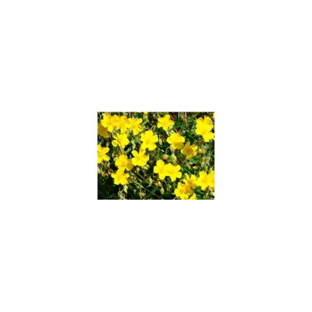 Ιαμα ∆ιάσωσης | 5 flower Rescue Remedy 30ml