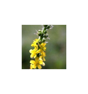 Ανθοΐαμα Agrimony 30ml