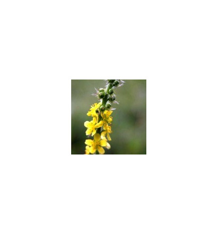 Ανθοΐαμα Agrimony 30ml