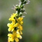 Ανθοΐαμα Agrimony 30ml