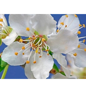 Ανθοΐαμα Cherry Plum 30ml