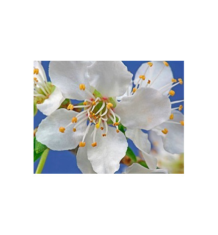 Ανθοΐαμα Cherry Plum 30ml