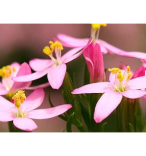 Ανθοΐαμα Centaury 30ml