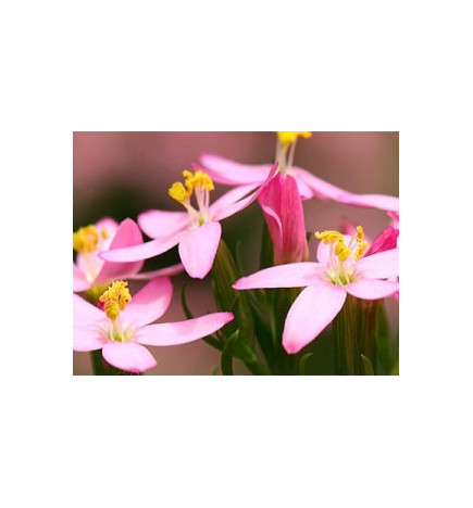 Ανθοΐαμα Centaury 30ml