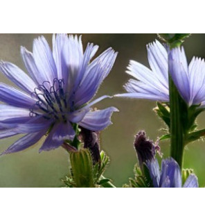 Ανθοΐαμα Chicory 30ml