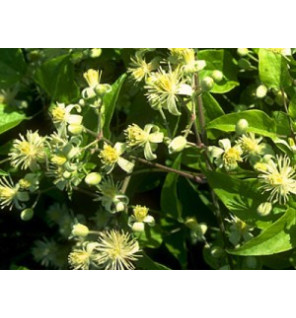Ανθοΐαμα Clematis 30ml