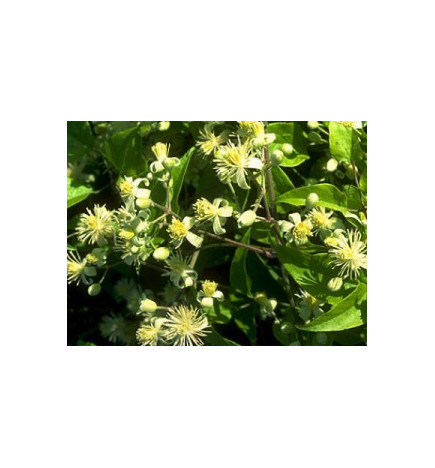 Ανθοΐαμα Clematis 30ml
