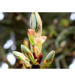 Ανθοΐαμα Chestnut Bud 30ml