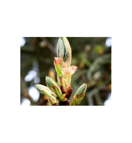 Ανθοΐαμα Chestnut Bud 30ml