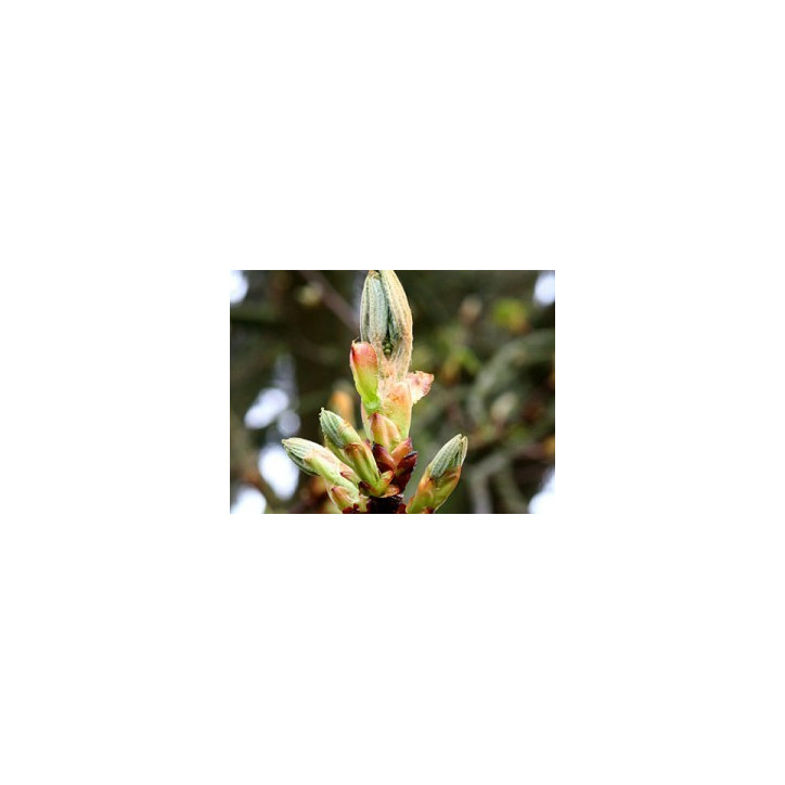 Ανθοΐαμα Chestnut Bud 30ml Ανθοΐαμα Chestnut Bud 30ml