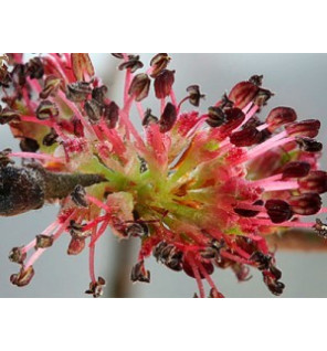 Ανθοΐαμα Elm 30ml