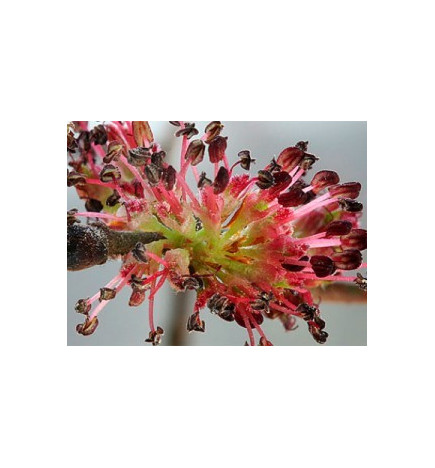 Ανθοΐαμα Elm 30ml