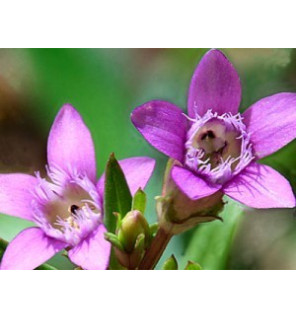 Ανθοΐαμα Gendian 30ml