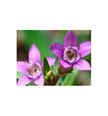 Ανθοΐαμα Gendian 30ml