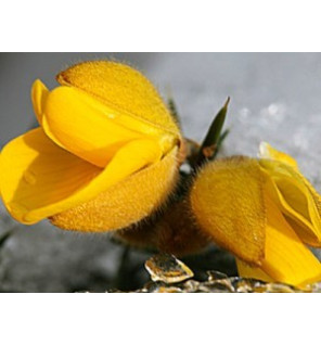 Ανθοΐαμα Gorse 30ml