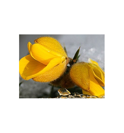 Ανθοΐαμα Gorse 30ml