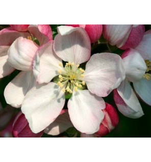 Ανθοΐαμα Crab Apple 30ml