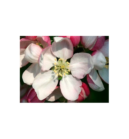 Ανθοΐαμα Crab Apple 30ml