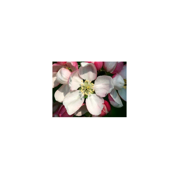 Ανθοΐαμα Crab Apple 30ml Ανθοΐαμα Crab Apple 30ml